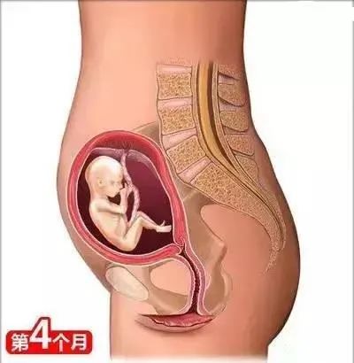 母婴知识丨从怀孕到生娃(图8)