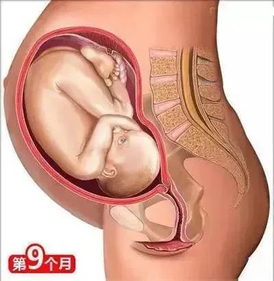 母婴知识丨从怀孕到生娃(图13)