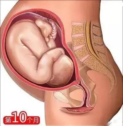 母婴知识丨从怀孕到生娃(图14)