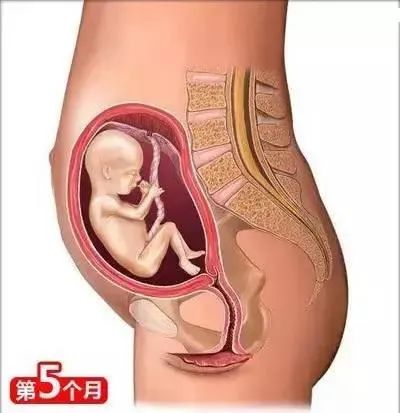 母婴知识丨从怀孕到生娃(图9)