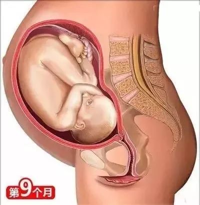 家政月嫂母婴:从怀孕到生娃的26个母婴常识！(图8)